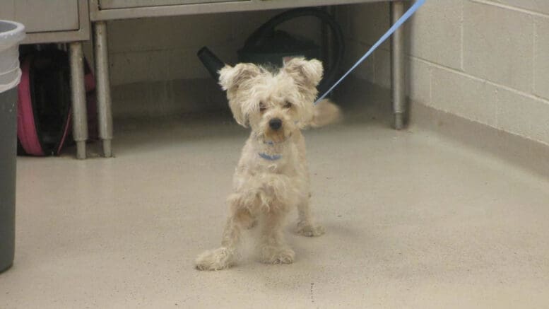 A white toy breed with a blue leash