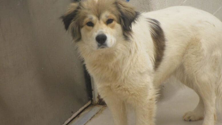 A tri-color shepherd looking angry