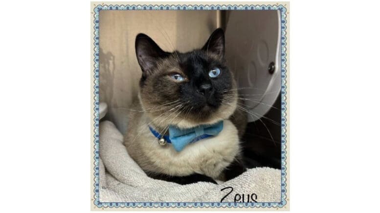 A seal point cat with a blue leash inside a cage