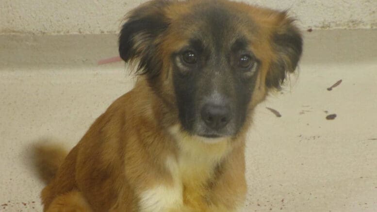 A tri-color shepherd looking sad