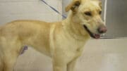 A yellow retriever with a blue leash