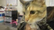 A tabby calico cat held by someone