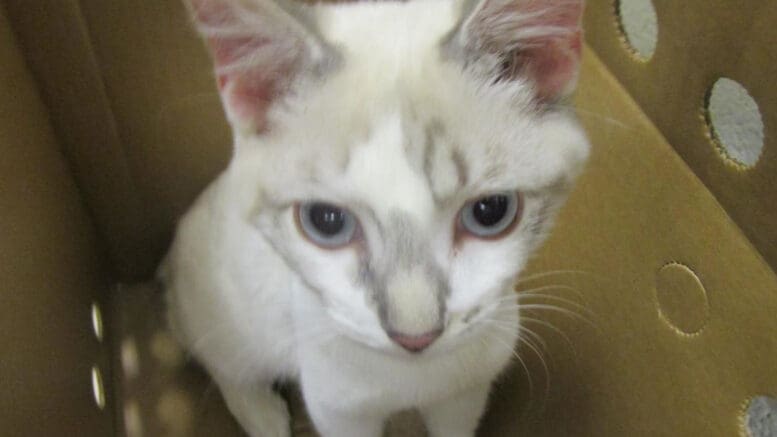 A lilac point cat inside a box