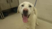 A yellow labrador retriever with a blue leash, looking happy