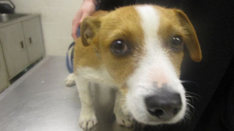 A brown/white terrier looking sad