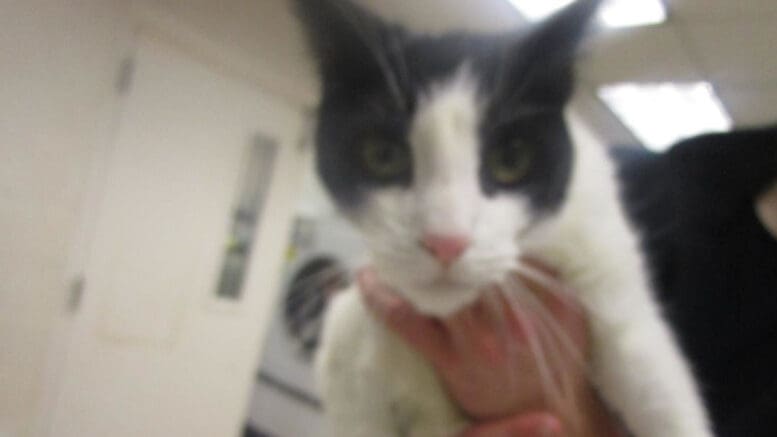 A black/white cat held by someone behind