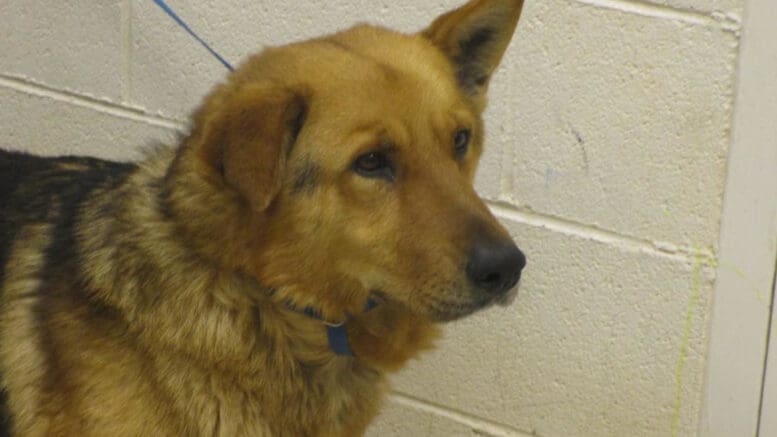 A black/brown German shepherd with a blue leash