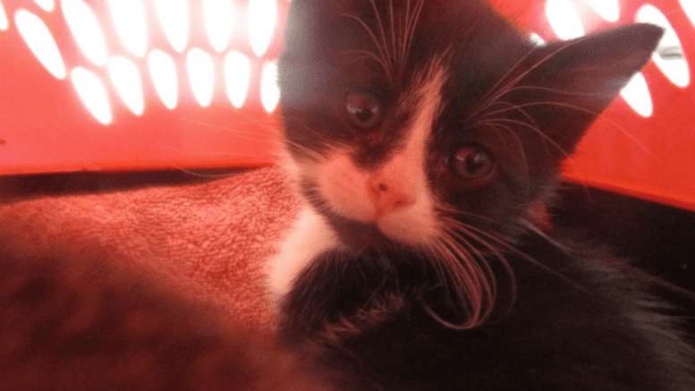 A black/white cat inside a cage, looking sad