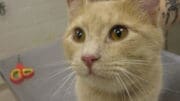 A beige/tabby cat looking sad