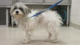 A white/gray poodle with a blue leash