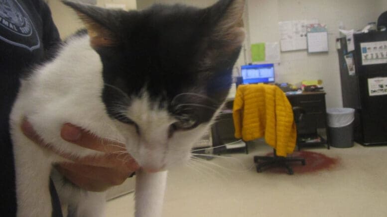 A black/white cat held by someone behind