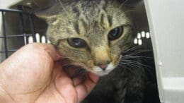 A tabby cat inside a cage being held