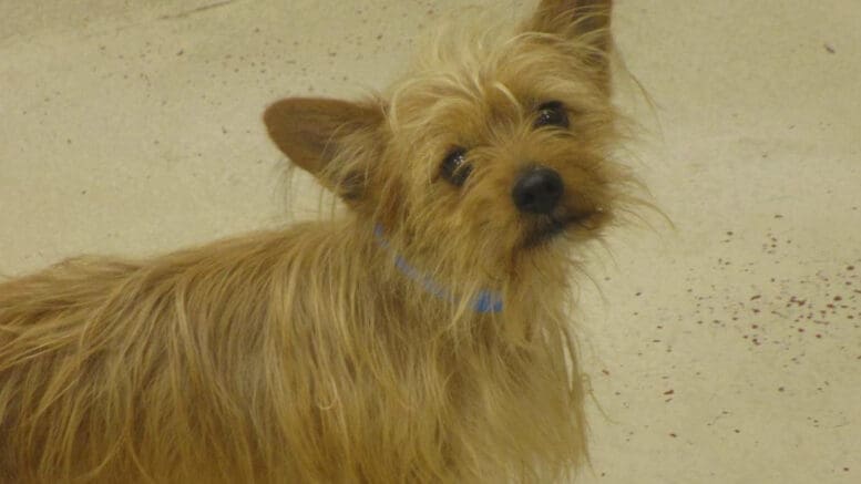 A blonde/brown Yorkshire terrier looking sad