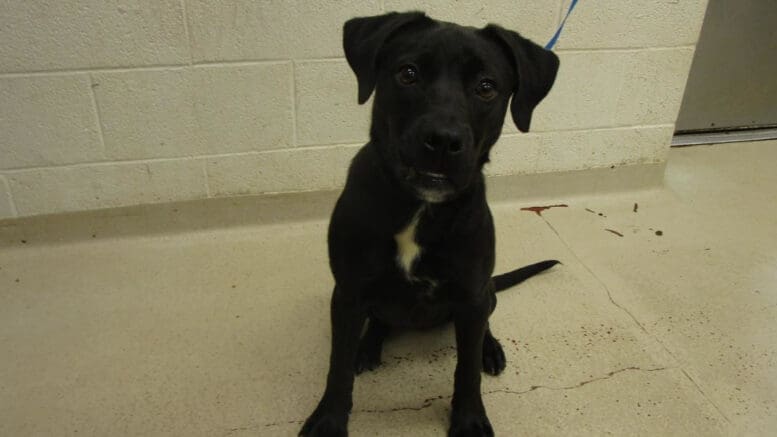 A black/white labrador retriever with a blue leash, looking sad