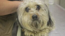 A tri-color yorkshire terrier looking sad