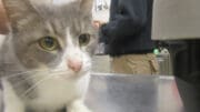 A gray tabby/white cat looking sad