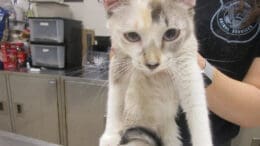 A calico/white cat held by someone behind