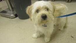 A white toy breed with a blue leash, looking sad