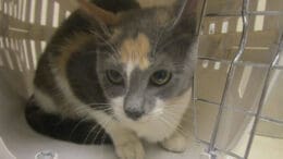 A calico cat inside a cage