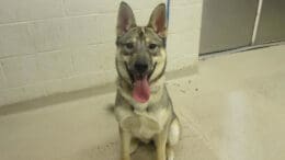 A tri-color shepherd with tongue's out