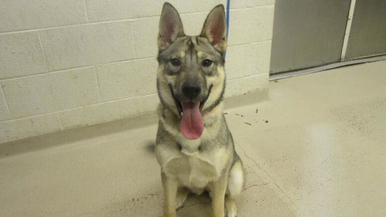 A tri-color shepherd with tongue's out