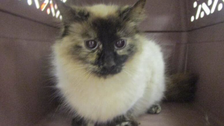 A tortoise point cat inside a cage, looking scared