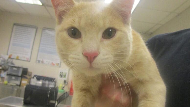 A beige tabby cat held by someone behind