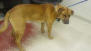 A red mixed breed dog with a blue leash, looking sad