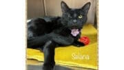 A black cat inside a cage with a yellow blanket