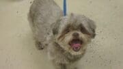 A gray toy breed with a blue leash, looking happy