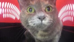 A tortoise shell cat inside a cage, looking shocked