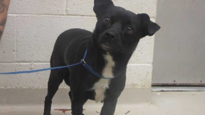 A black/white mixed breed dog with a blue leash, looking curious