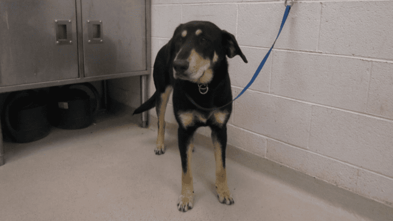 A tri-color dog with a blue leash, looking sideway