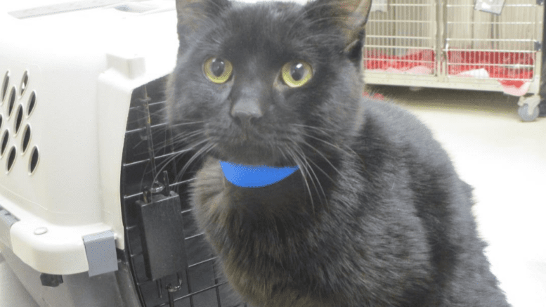 A black cat with a blue leash, looking sad