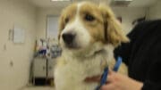 A tan/white mixed breed with a blue leash, held by someone