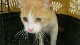 An orange/white tabby cat inside a cage, looking sad