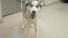 A tri-color husky/malamute with a blue leash