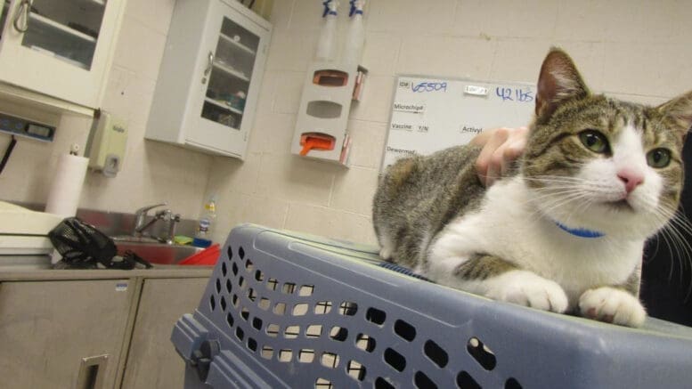 A white/tabby cat on top of a blue cage