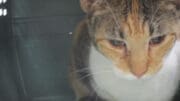 A tabby calico cat inside a cage, looking sad