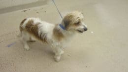 A tri-color toy breed with a blue leash