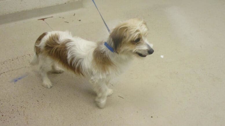 A tri-color toy breed with a blue leash