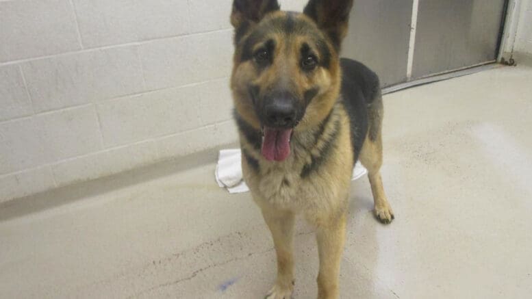 A black/brown German shepherd looking happy