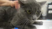 A white/gray cat held by someone behind