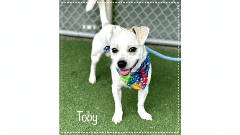 A white brown terrier with a colorful scarf and blue leash