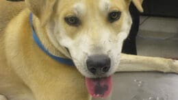 A yellow/white golden retriever with a blue leash and tongue's out