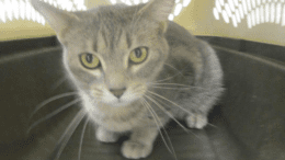 A gray/tabby cat inside a cage