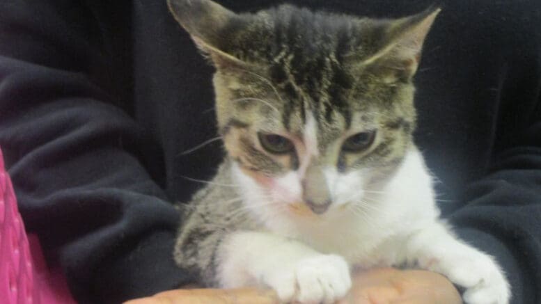 A gray tabby/white cat held by someone behind