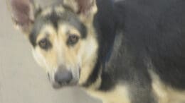 A tri-color German shepherd looking sad