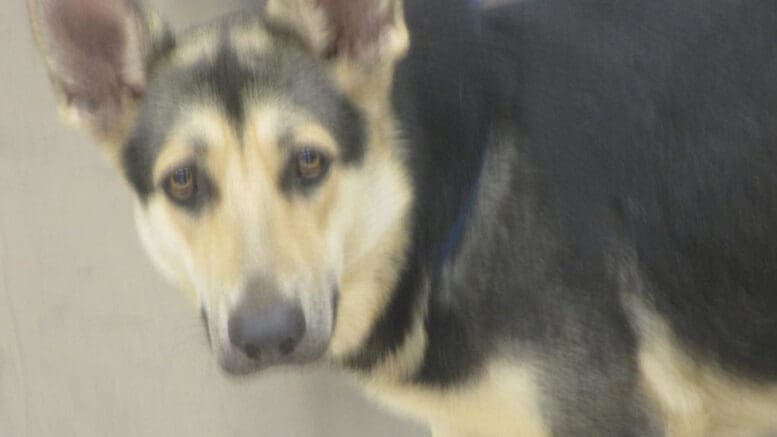 A tri-color German shepherd looking sad