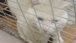 A beige cat inside a cage, looking sad